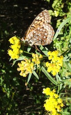 moth-flower