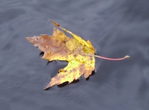 yellow-leaf-on-water